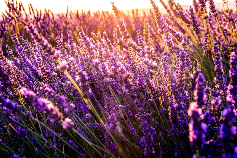 Lavendel wird in der Bustano-App gescannt