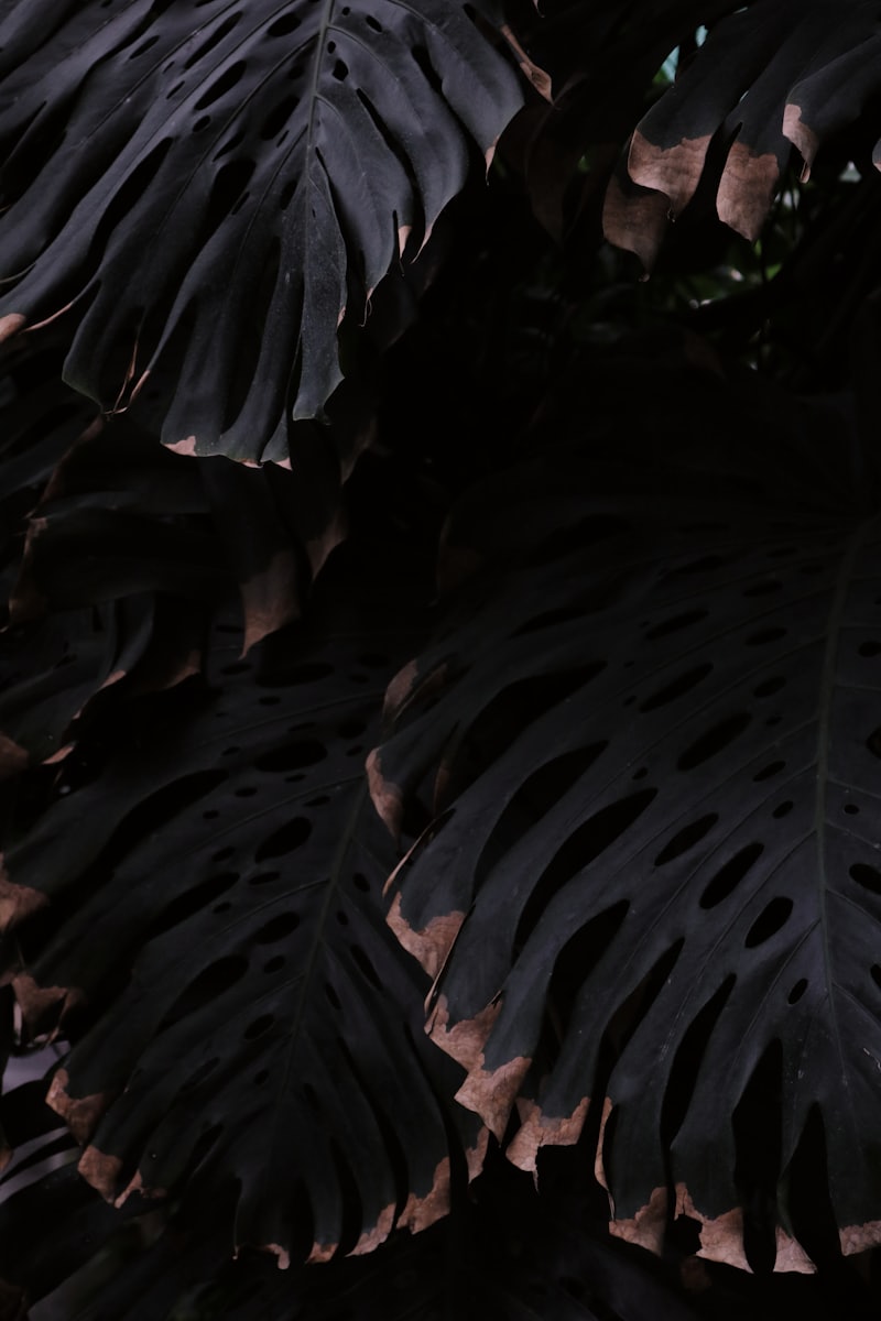 Monstera deliciosa wird in der Bustano-App gescannt
