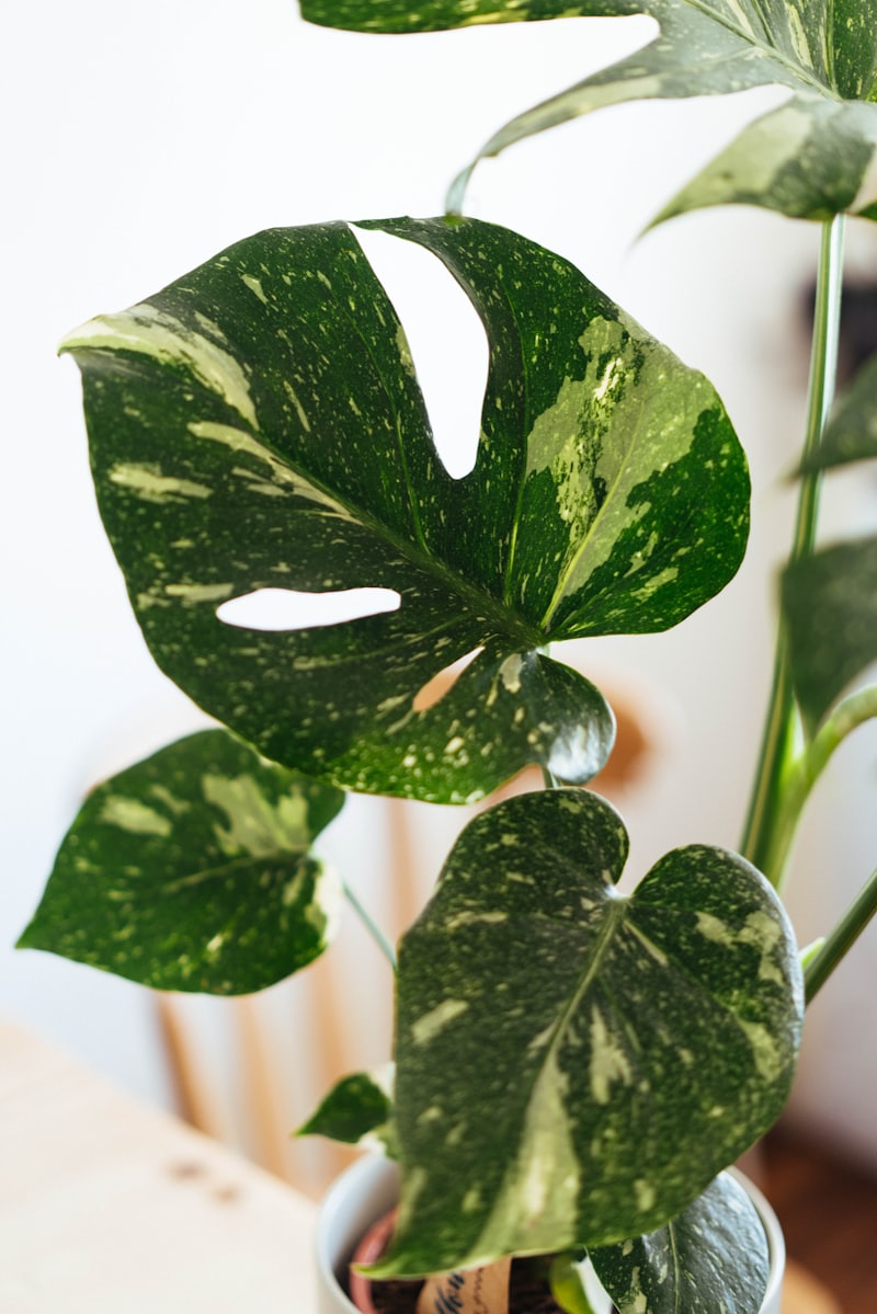 Monstera Variegata wird in der Bustano-App gescannt